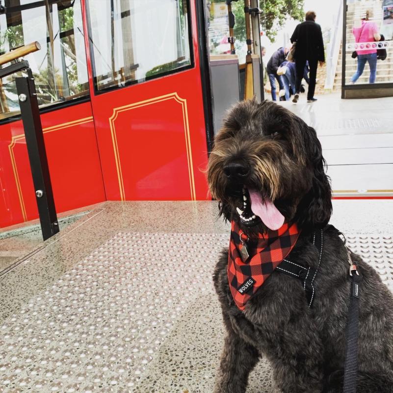 Ada - Dog on the Cable Car