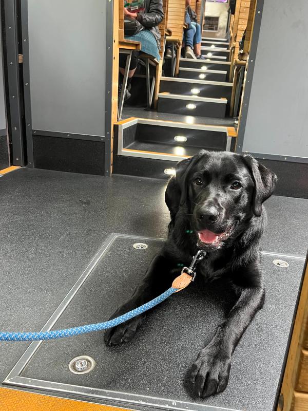 Dogs on the Cable Car