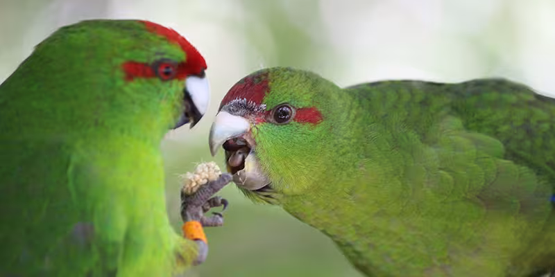 Kākāriki at Zealandia