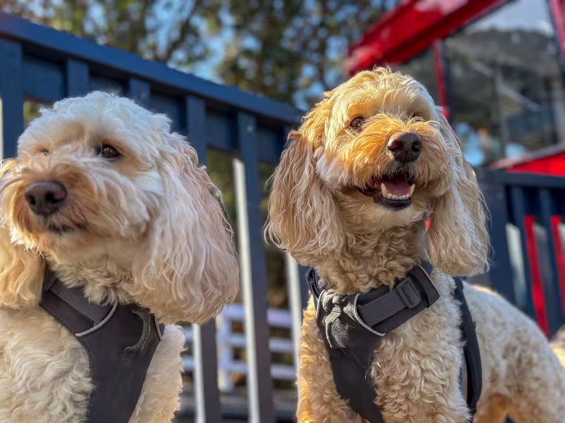 Miss June's: Milo and Macy