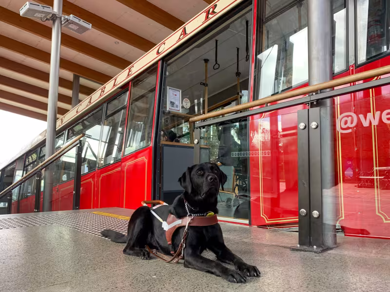 Guide Dog Yale